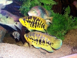 Cichlasoma friedrichsthalii / Parachromis friedrichsthalii