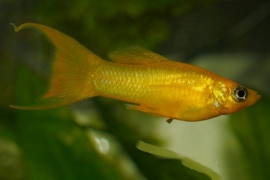 Poecilia Latipinna Gold  / goud molly