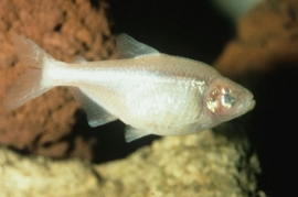 Astyanax Mexicanus / Blinde Grottenvis