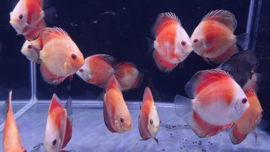 Symphysodon Aequifasciatus /  Discusvis Pigeon Red Panda