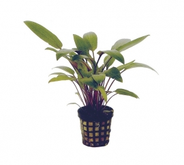 CRYPTOCORYNE BECKETTII