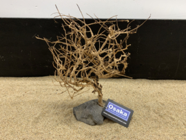 Osaka Bonsai Tree nr 20 - 28x10x36cm - aquascaping boom