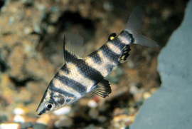 Abramites hypselonotus / dwarsstreep kopstaander