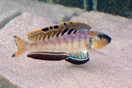 Xenotilapia  Melanogenys Utinta / Zandhapper