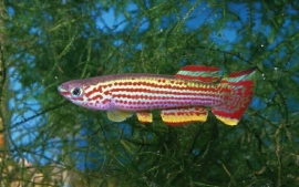 Aphyosemion Striatum / tandkarper