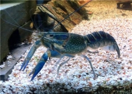Procambarus Alleni blue