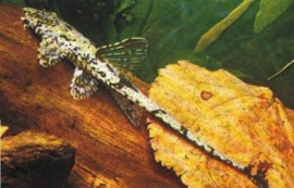 Loricaria Filamentosa / Naaldmeerval "Zweepstaart"