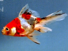 Fancy Goldfish Goudvis Calico Sluierstaart
