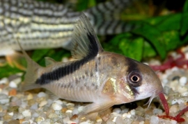 Corydoras Melini / Pantsermeerval