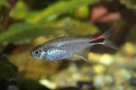 Axelrodia Stigmatias / Peper Tetra