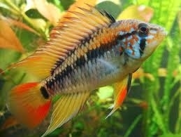 Apistogramma macmasteri / dwerg cichlide