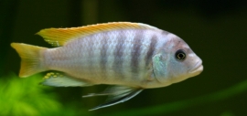 Pseudotropheus  Acei / malawi cichlide