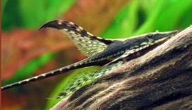 Sturisoma Panamense / steurmeerval