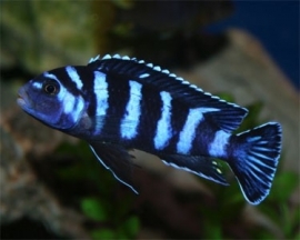 Pseudotropheus Demasoni / Malawi Cichlide