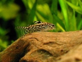 Aspidoras pauciradiatus / dwerg corydoras