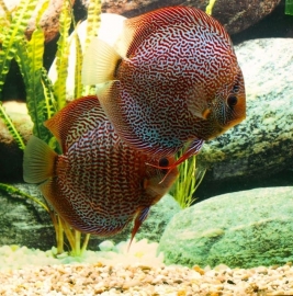 Symphysodon / Stendker Discus Leopard Snake Skin