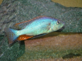 Dimidiochromis strigatus