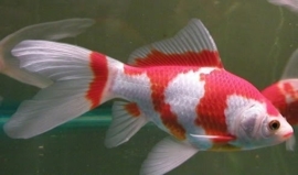 Fancy Goldfish Goudvis rood/wit Sluierstaart