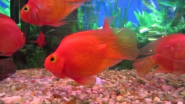 Cichlasoma Parrot Red  / Papegaai cichlide