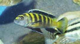 Pseudotropheus flavus / Malawimeer chichlide