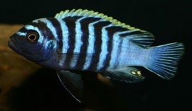 cynotilapia afra / Malawi cichlide