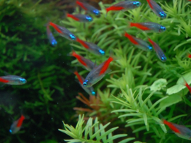 Paracheirodon Innesi Diamond/ Diamant Neontetra