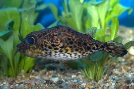 Tetraodon Palembangensis / Kogelvis