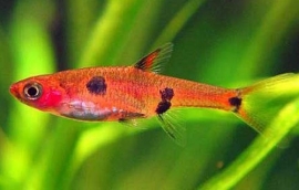 boraras maculata  / Dwergrasbora