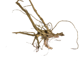 Driftwood Selected dw41 60x28x30cm