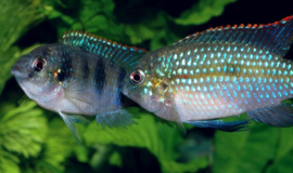 Pelmatochromis Thomasi / dwergcichlide