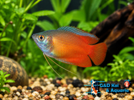 colisa lalia red / dwerg gourami
