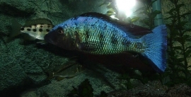 Fossorochromis rostratus / malawi chichlide