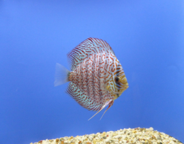 Symphysodon / Stendker Discus German Wonder