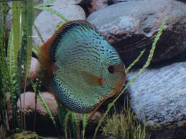 Symphysodon / Stendker Discus Solid x Snake Skin