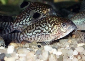 Corydoras Reticulatus / Pantsermeerval