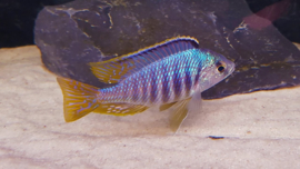 Placidochromis jalo reef