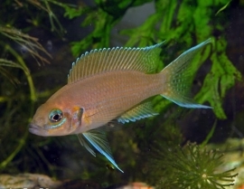 Neolamprologus brichardi / prinses van burundi