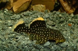 L 018  Baryancistrus / Pantsermeerval "Golden Nugget"