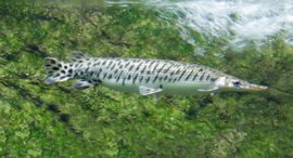 Lepisosteus Oculatus / Spotted Aligator Gar / Gevlekte kaaimansnoek