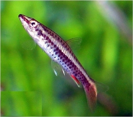 Nannostomus Eques-lapis / Potlood visje