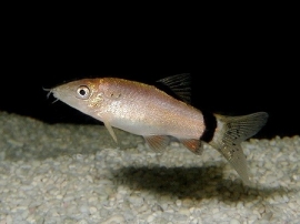botia horae / Muis botia