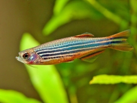 Danio Kyathit / Roodvin Danio