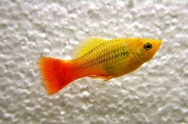 Xipho. Maculatus papegaai / platy papagaai