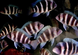 Cynotilapia Frontosa / Tanganyika Cichlide