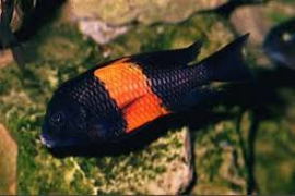 Tropheus Moorii Orange - Bemba / Tanganyika Cichlide