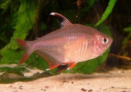 hyphessobrycon bentosi rosaceus / Roze Tetra