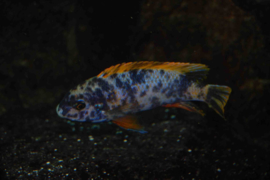 Labeotropheus Trewavasae / Fuelleborni 