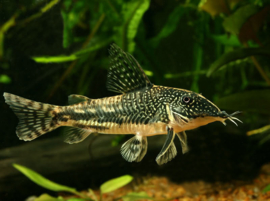 corydoras Barbatus/ pantsermeerval