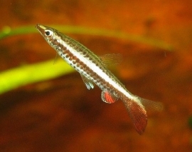 Nannostomus Eques-lapis / Potlood visje