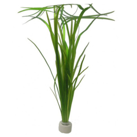 Vallisneria spiralis aquariumplant